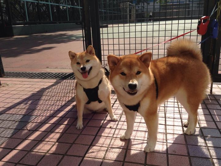 罗德里爆发破铁桶阵，苏格兰战术智慧压制那不勒斯狂潮